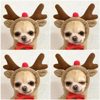 Cute Fruit-Themed Winter Hoodie for Small Dogs – Warm Fleece Coat for Puppies & Cats